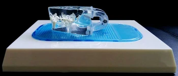 Skaidrus kačių dantų modelio Veterinarijos mokymo priemonė PVC medžiagos nemokamą apsipirkimą