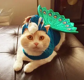 Aukščiausios klasės pet šuo, katė mados Helovinas kostiumas šuniškas puikus Blue peacock drabužiai šuniuką, striukės šunims, katėms outwear drabužius 1pcs