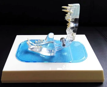 Skaidrus kačių dantų modelio Veterinarijos mokymo priemonė PVC medžiagos nemokamą apsipirkimą