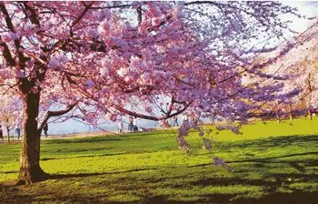 Romantiška cherry blossom medis Meno Rankdarbiams Skaičiuojami Siuvinėjimo 