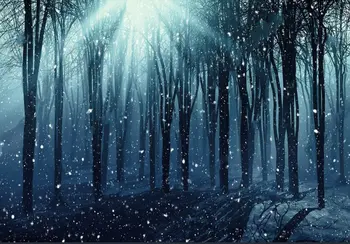 žiemą miške Medžiai Rūkas Snieguotas Saulės foto fonas Aukštos kokybės Kompiuteris spausdinti sienos fotostudijos fono