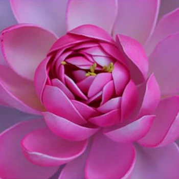 10 Vnt Modeliavimas Lotus Realus Lily Pad Dirbtinis Vandens Plūduriuojantis Gėlės